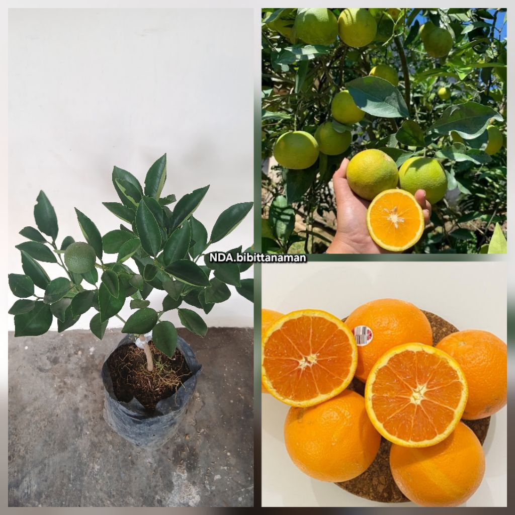 Bibit jeruk sunkist ( baby java ) kondisi berbunga berbuah