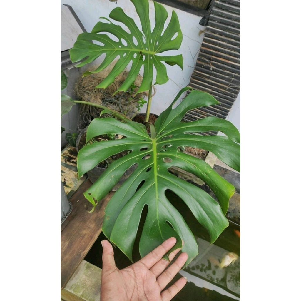 Monstera king besar