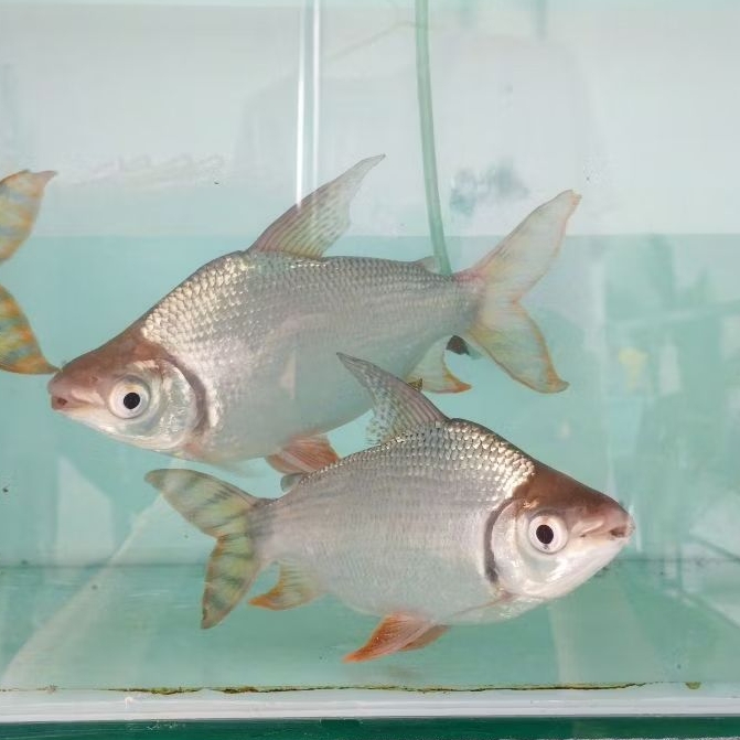 red feifeng/american flag tail rff 23cm 24cm