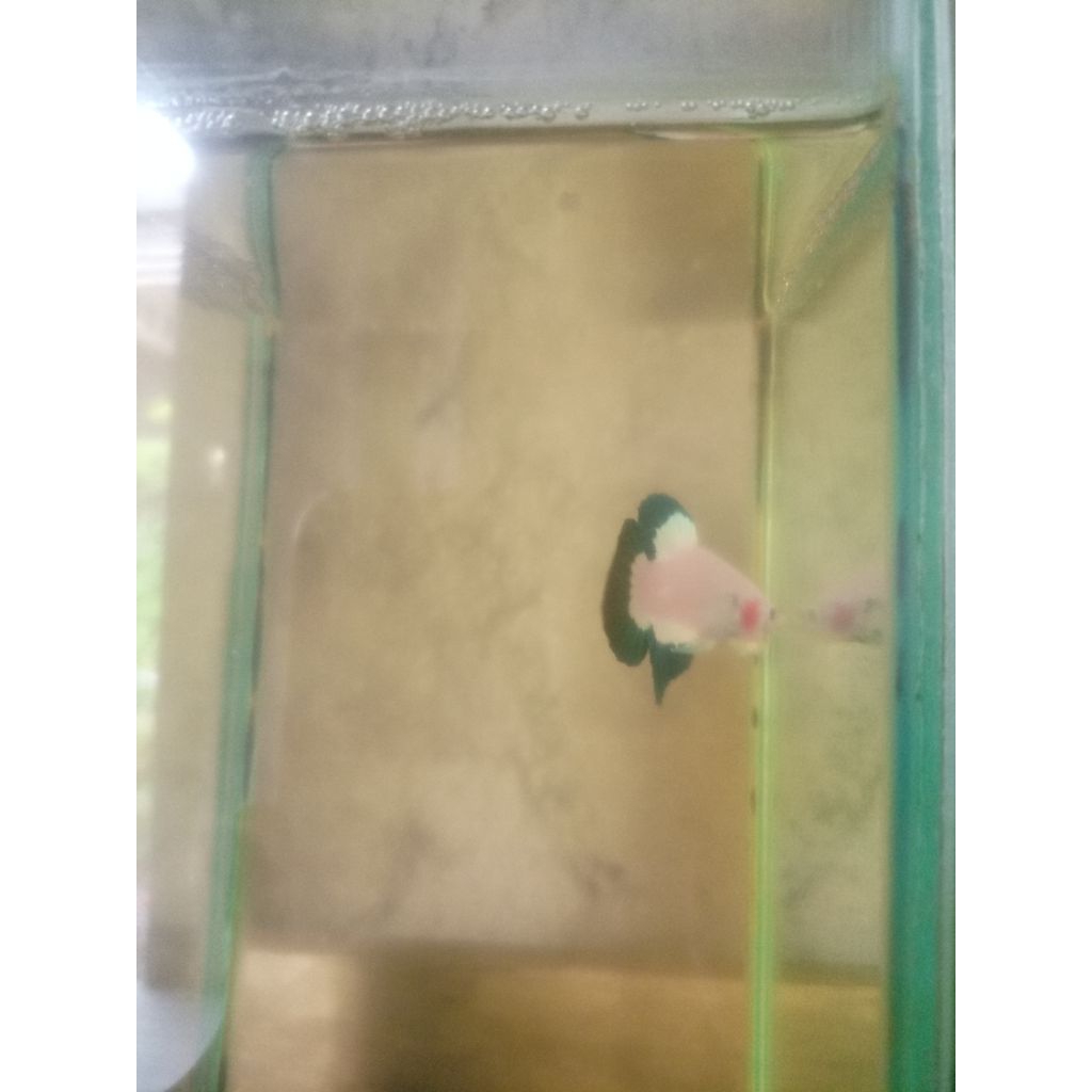 cupang bagus/blurimm