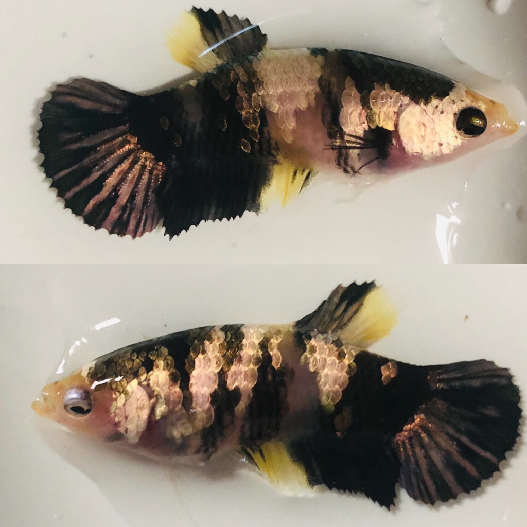 Yellow koi cooper female