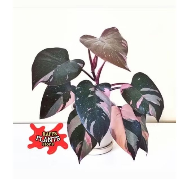 Tanaman Hias Philodendron Pink Princess - philodendron pink princes -philo pink princes