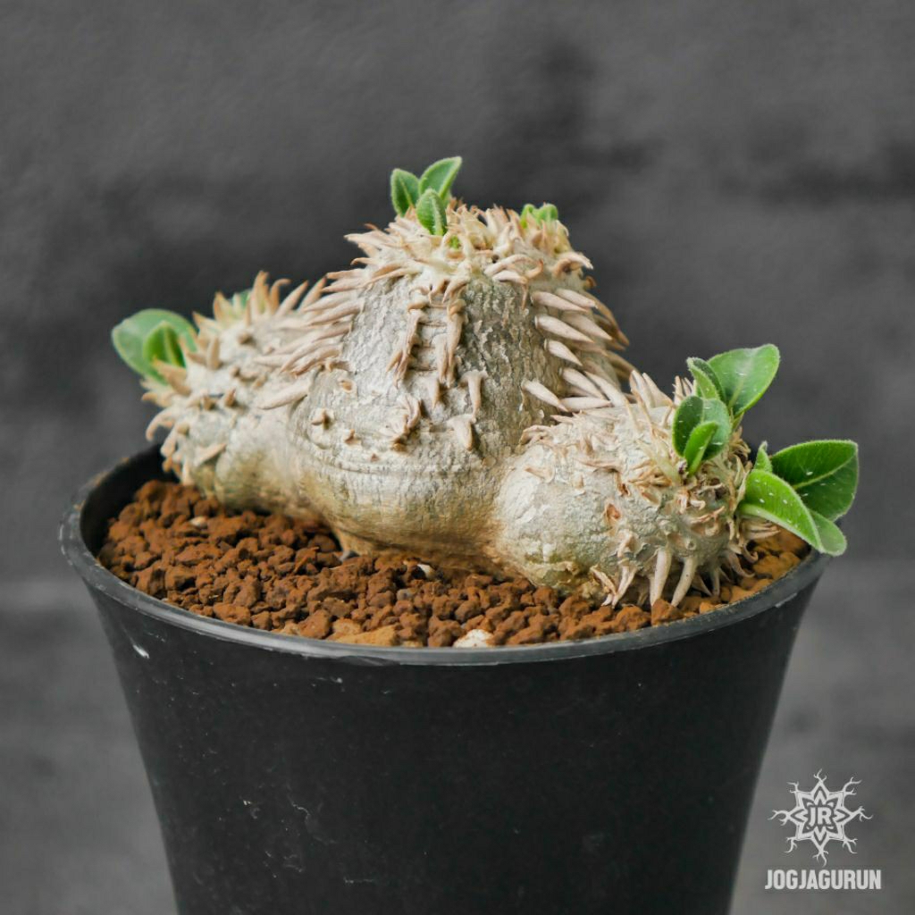 Pachypodium Brevicaule Habitat Madagaskar