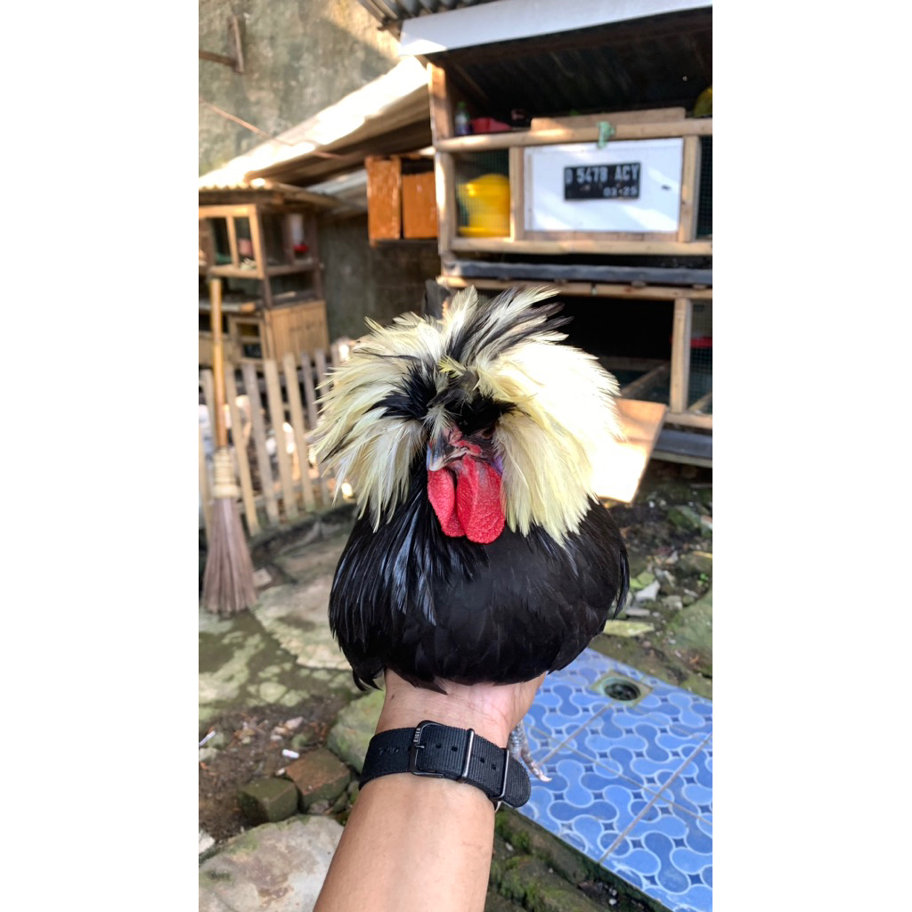 anakan ayam poland wc