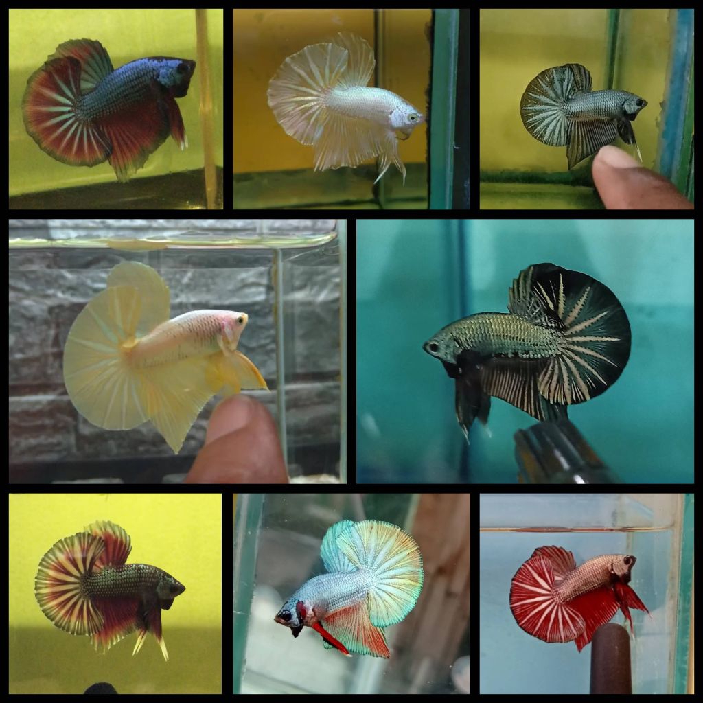 Cup4ng HMPK Dragon Bester,Besgel,Comby Plakat SNI