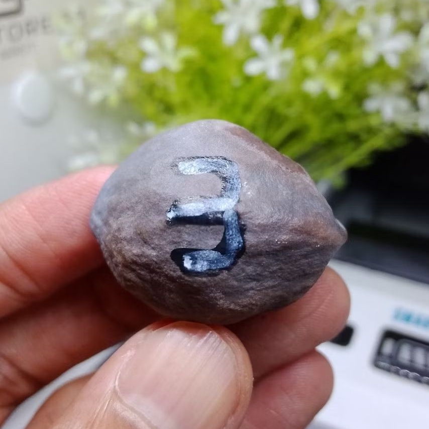 Muncang Adu Jalim CP Junior kode 3