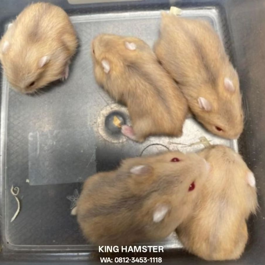Hamster Winter White Gembul Lucu / Hamster Winter Cantik Dan Jinak Termurah