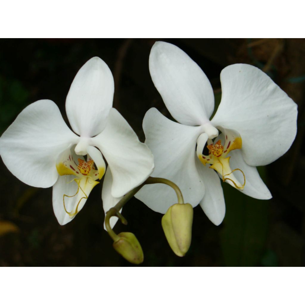 Anggrek Bulan Phalaenopsis amabilis Jawa DEWASA