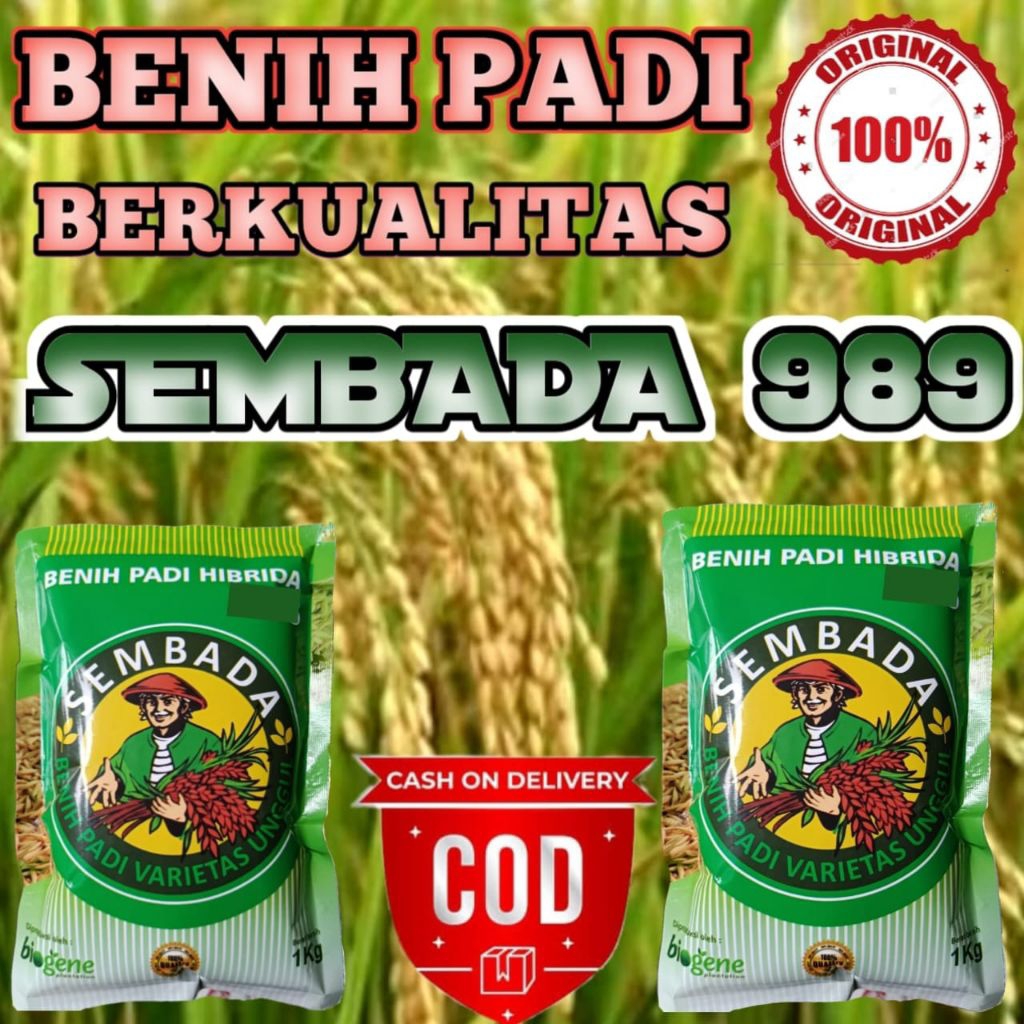 BENIH PADI SEMBADA 989 ORIGINAL KEMASAN 1KG