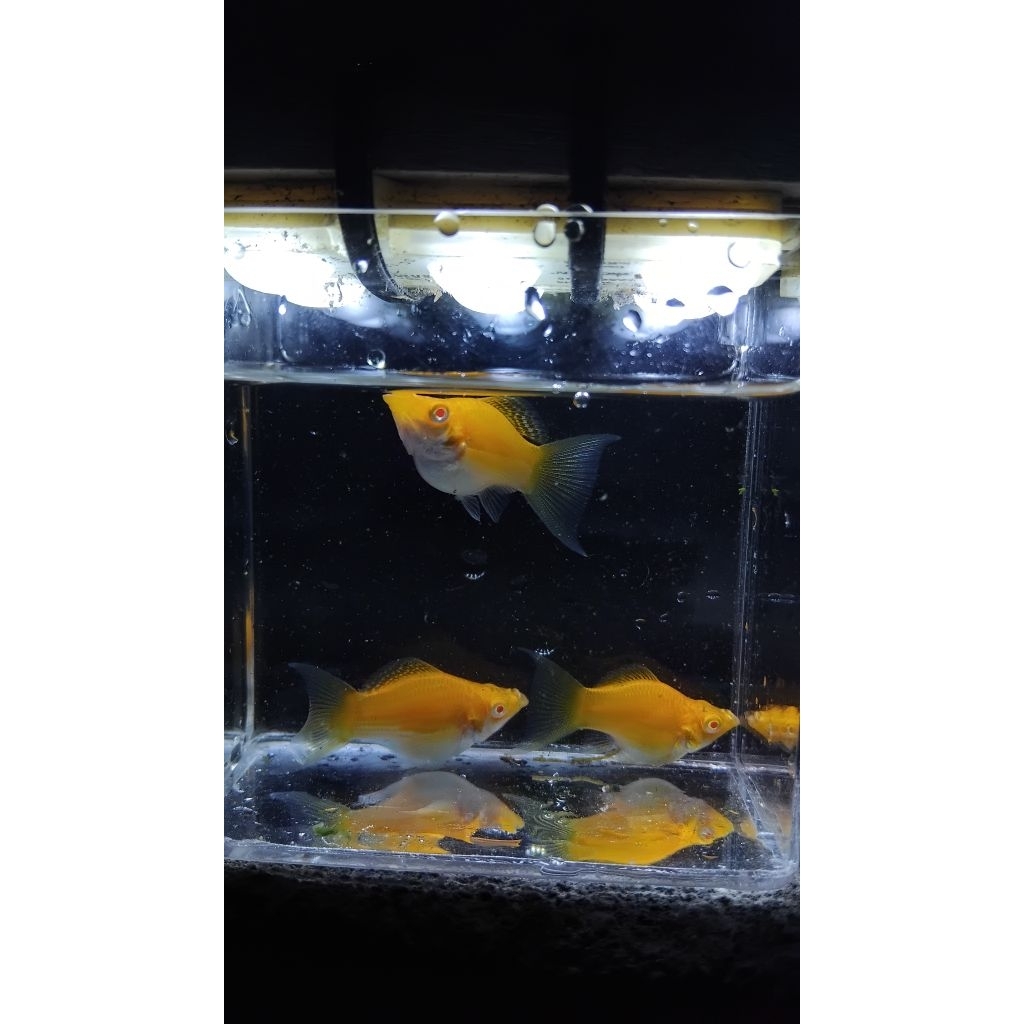 MOLLY GOLDEN ALBINO BALLON LYRTAIL