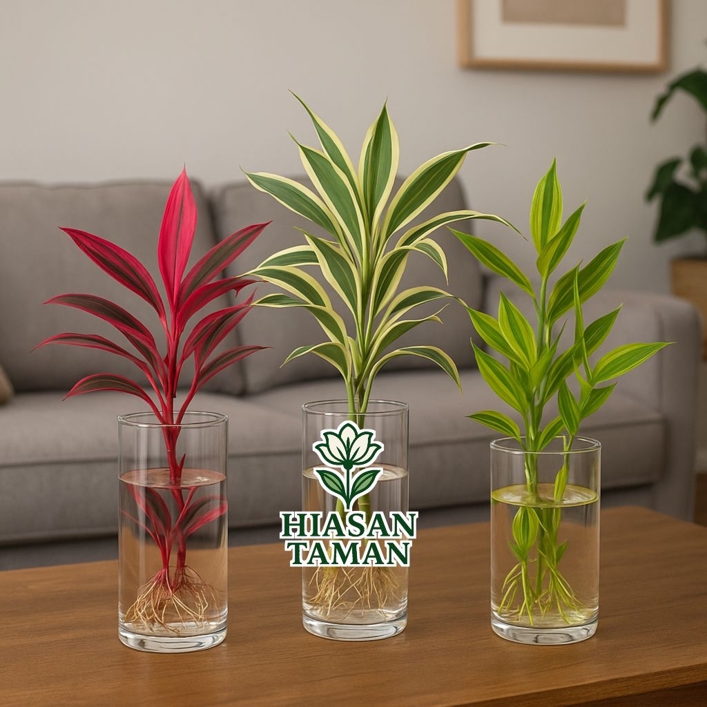 Paket 3 tanaman media air bambu hoki - tanaman bambu hoki merah - tanaman bambu hoki variegata - tan