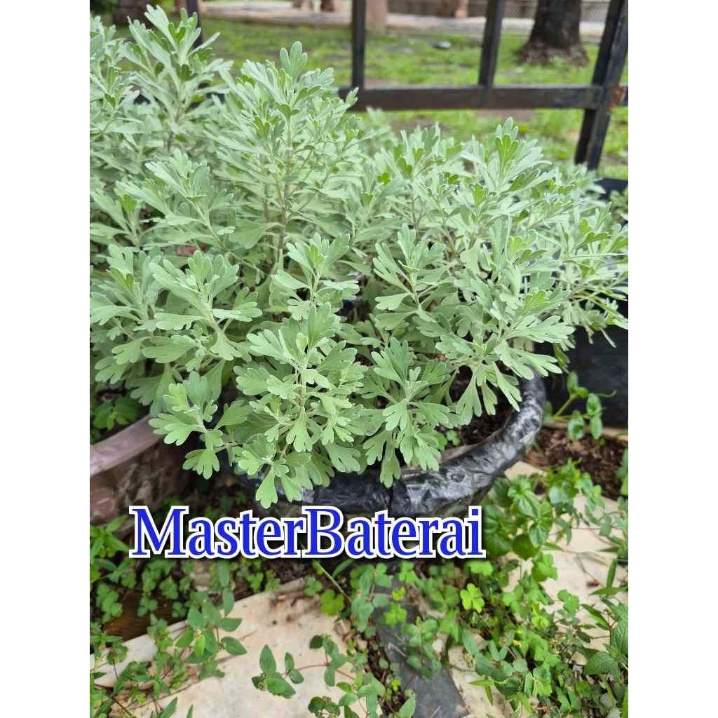 PROMOSI BELI 2 BONUS 1Tanaman Puyong Suci  HOKI , keberuntungan, Pohon Rezeki / SUCI Pujong Harga Pe