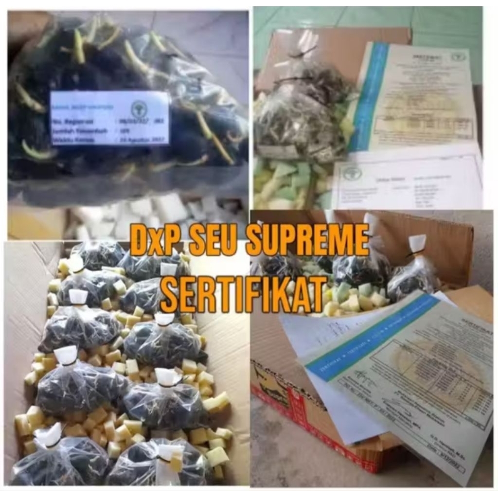 Bibit kecambah sawit DxP Seu Supreme bersertifikat