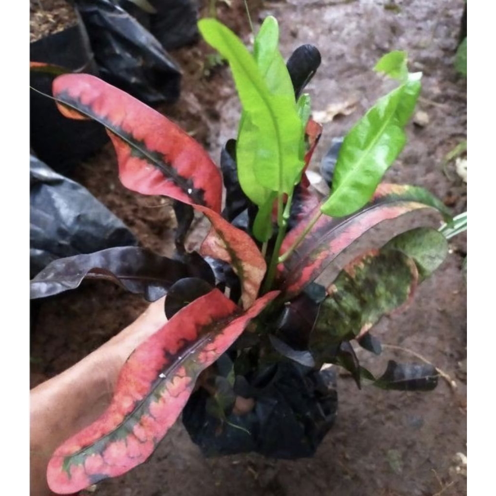 Pohon Puring Cakwe Tanaman Hias Puring Cakwe