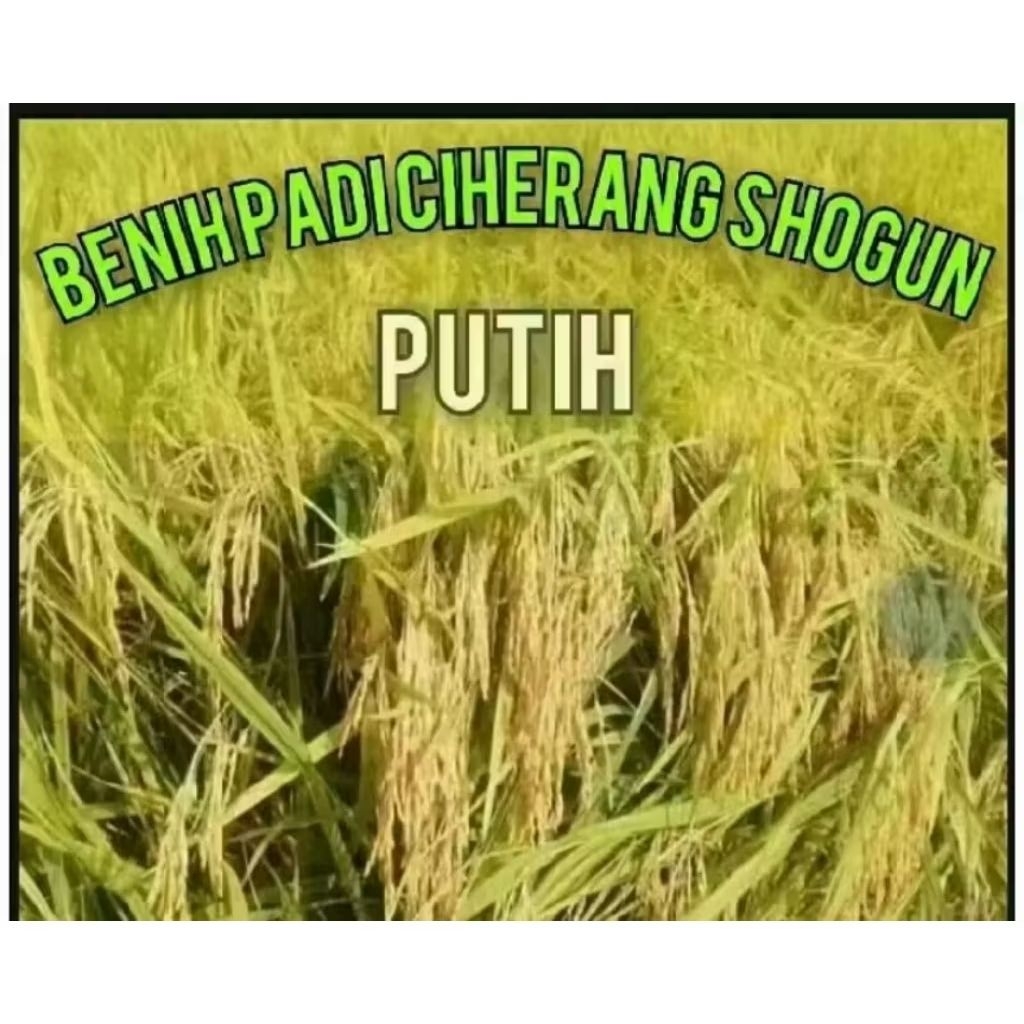Benih Padi Ciherang Sogun Putih 5kg Hasil Tinggi
