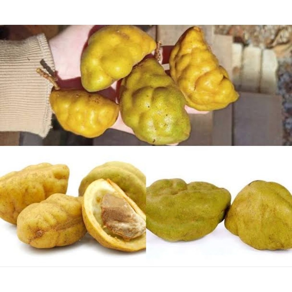 Pukih atau Namnam per 1 buah