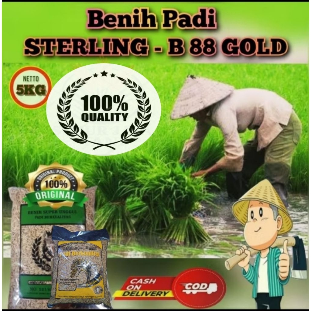 (5KG)Benih padi HIBRIDA STERLING B-88 GOLD bibit padi unggul berkualitas original