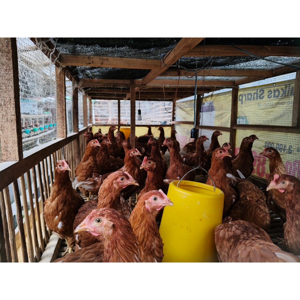 Ayam petelur siap bertelur