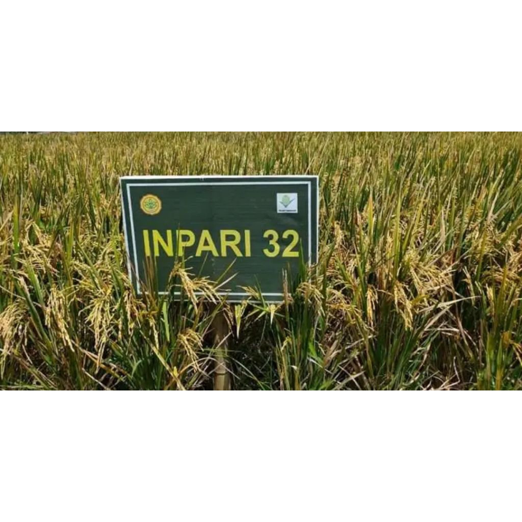 inpari 32 label putih FS