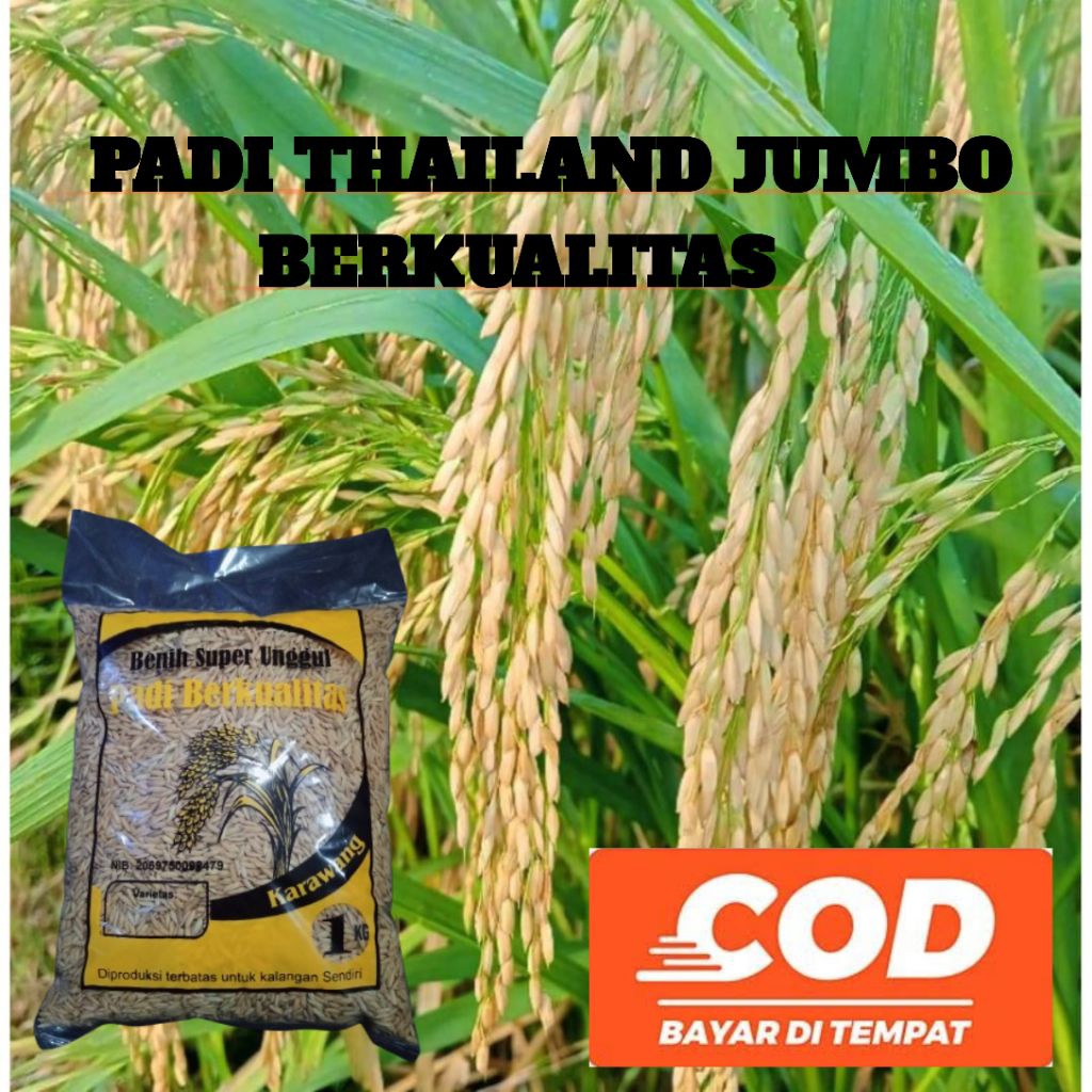 bibit padi Thailand jumbo berkualitas kemasan 1kg