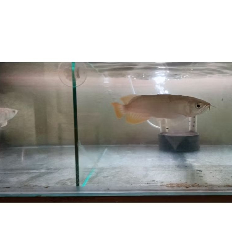 Arwana Banjar Red 18-20cm