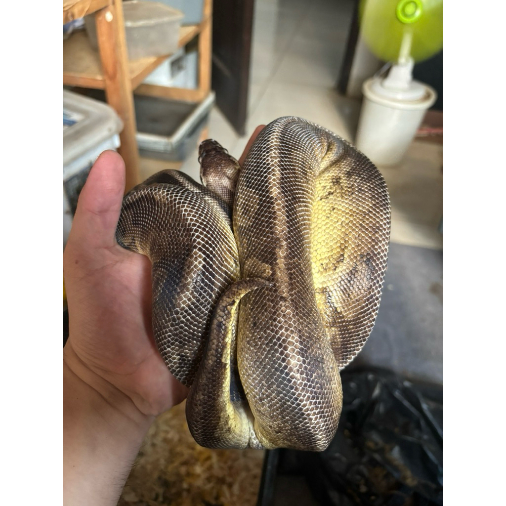 BALL PYTHON PEWTER (++) FEMALE