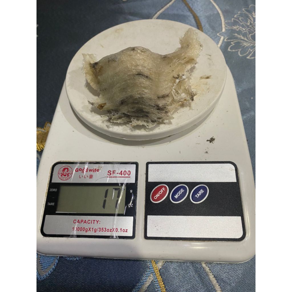 Sarang Walet Kotor Asli Kalimantan