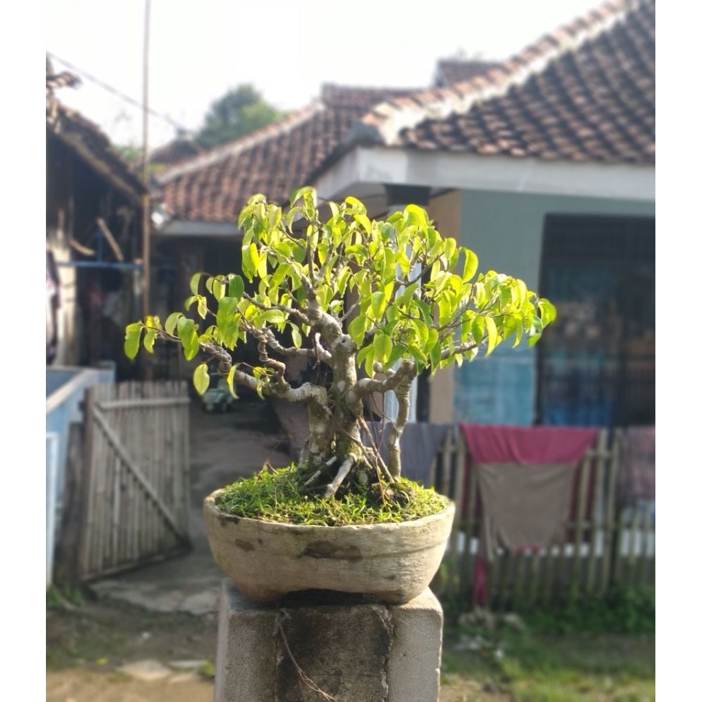 Bonsai beringin ficus benjamina