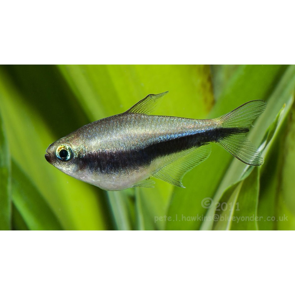 ikan hias emperor tetra instan only