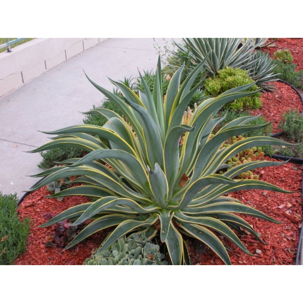 tanaman hias agave golden bery /agave king