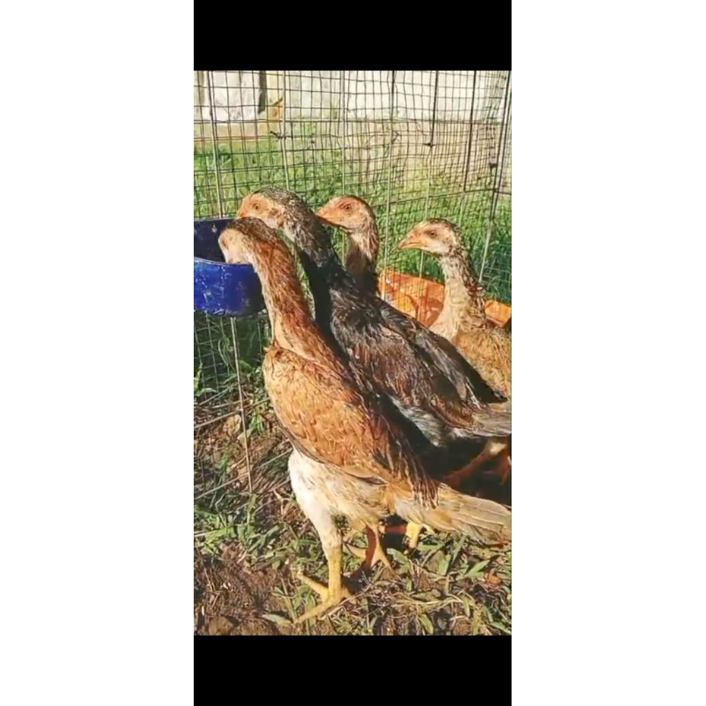 ayam shamo japan ( tanaka)  1 jantan 3 betina usia 3  bulan