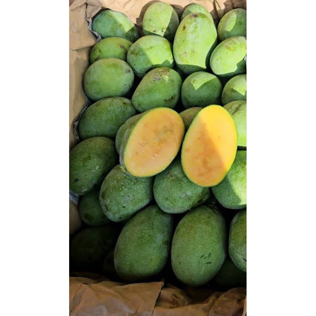 mangga muda mangkel’mangga madu’ 1kg