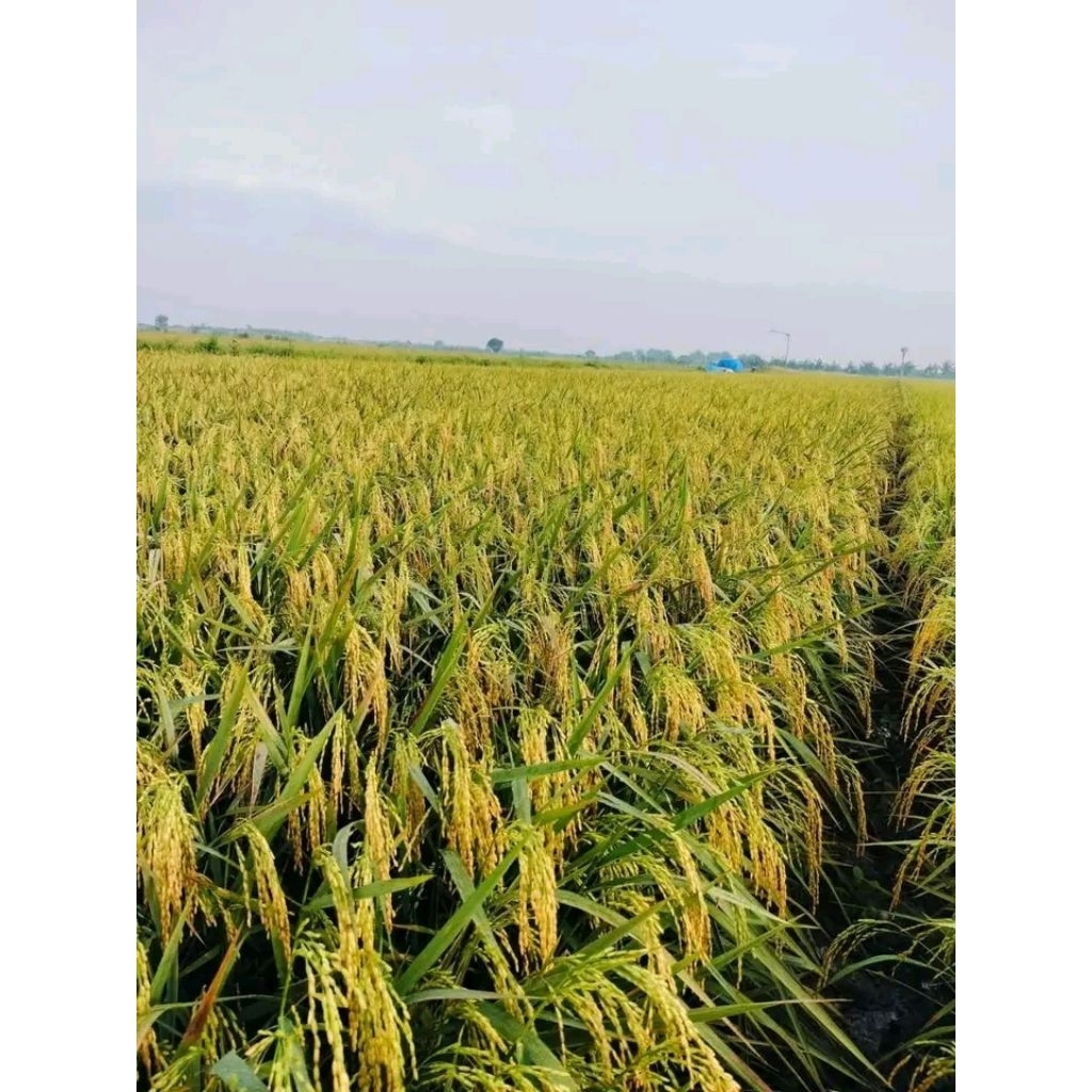 bibit padi unggul MUSTAJAB 5KG