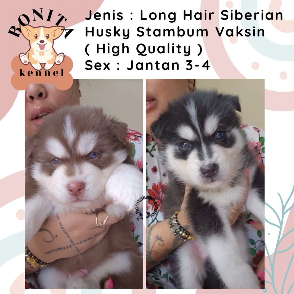 Long Hair Siberian Husky Stambum Anak Anjing Husky Jantan Betina