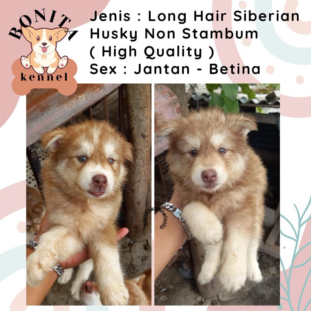 Siberian Husky Long Hair Non Stambum Grey Copper Anak Anjing Husky Jantan Betina