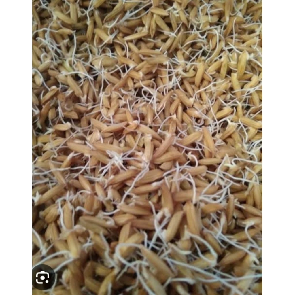 bibit padi CL220 KEMASAN 1KG