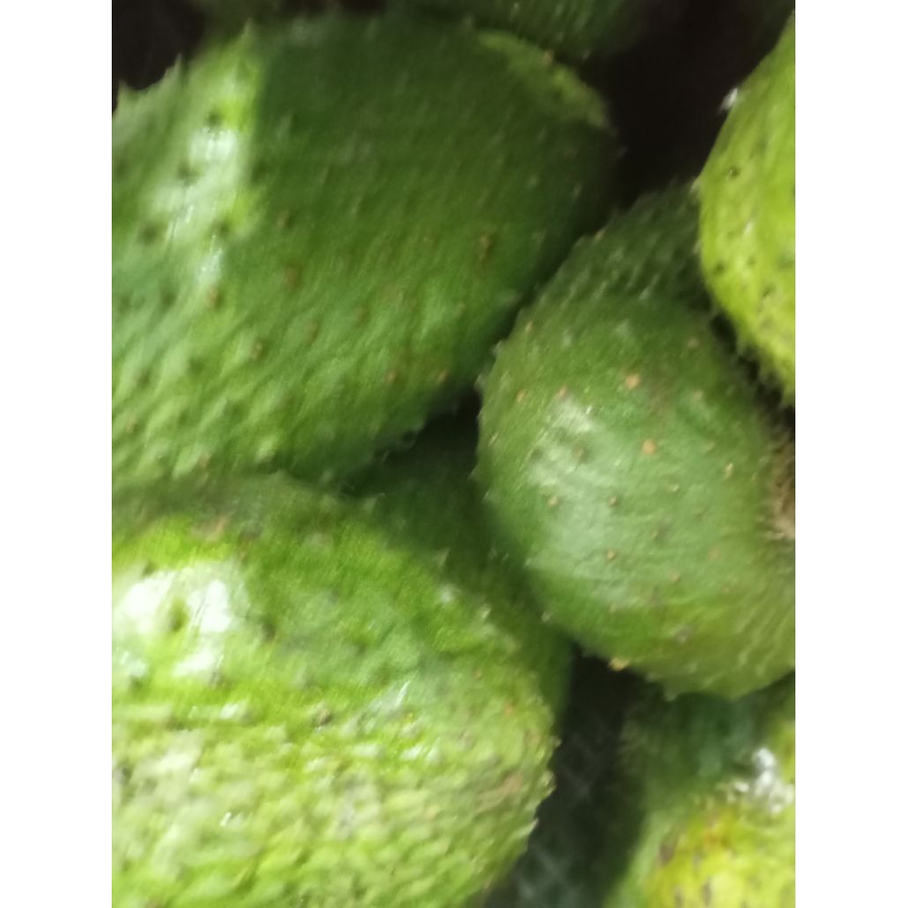 Buah Sirsak Sirsat Ratu matang manis