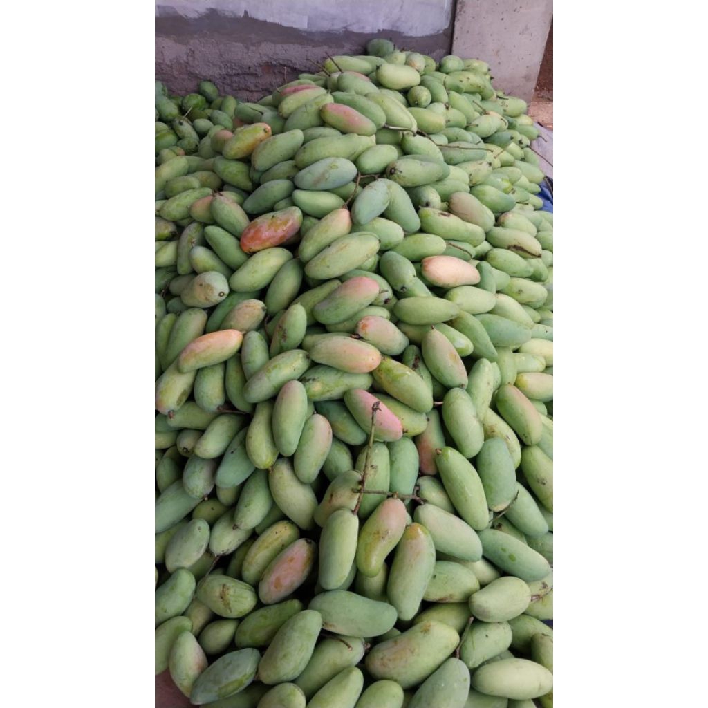 MANGGA KIOJAY SUPER GRATIS BUMBU RUJAK