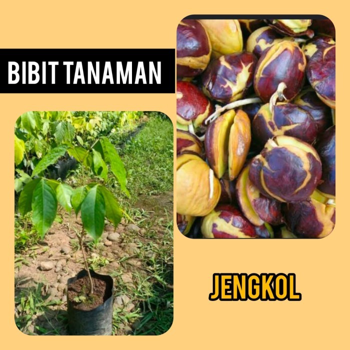 Bibit / Pohon Jengkol Super Pulen | Cepat Berbuah