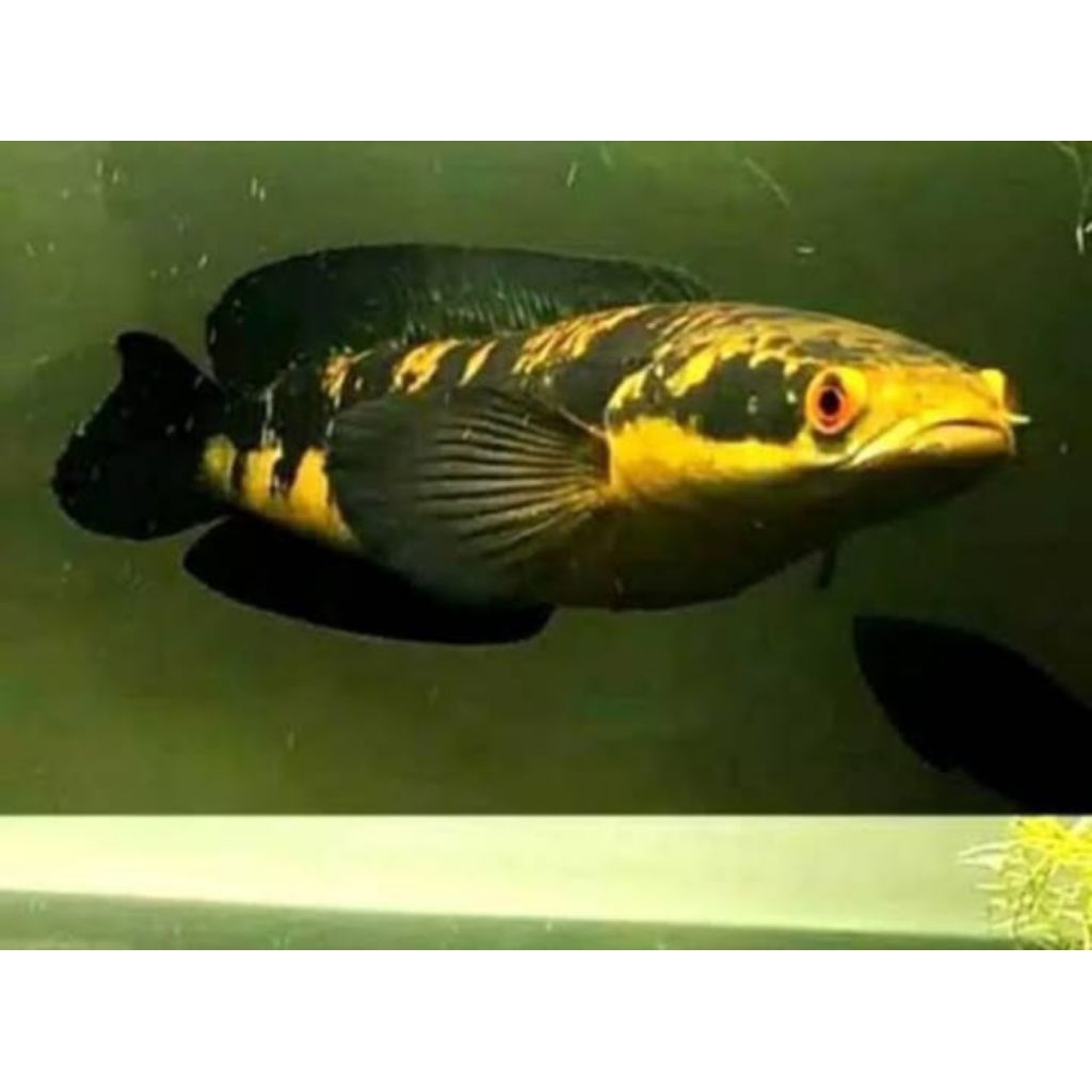 ys jumbo mulai ada bunganya 17-20cm