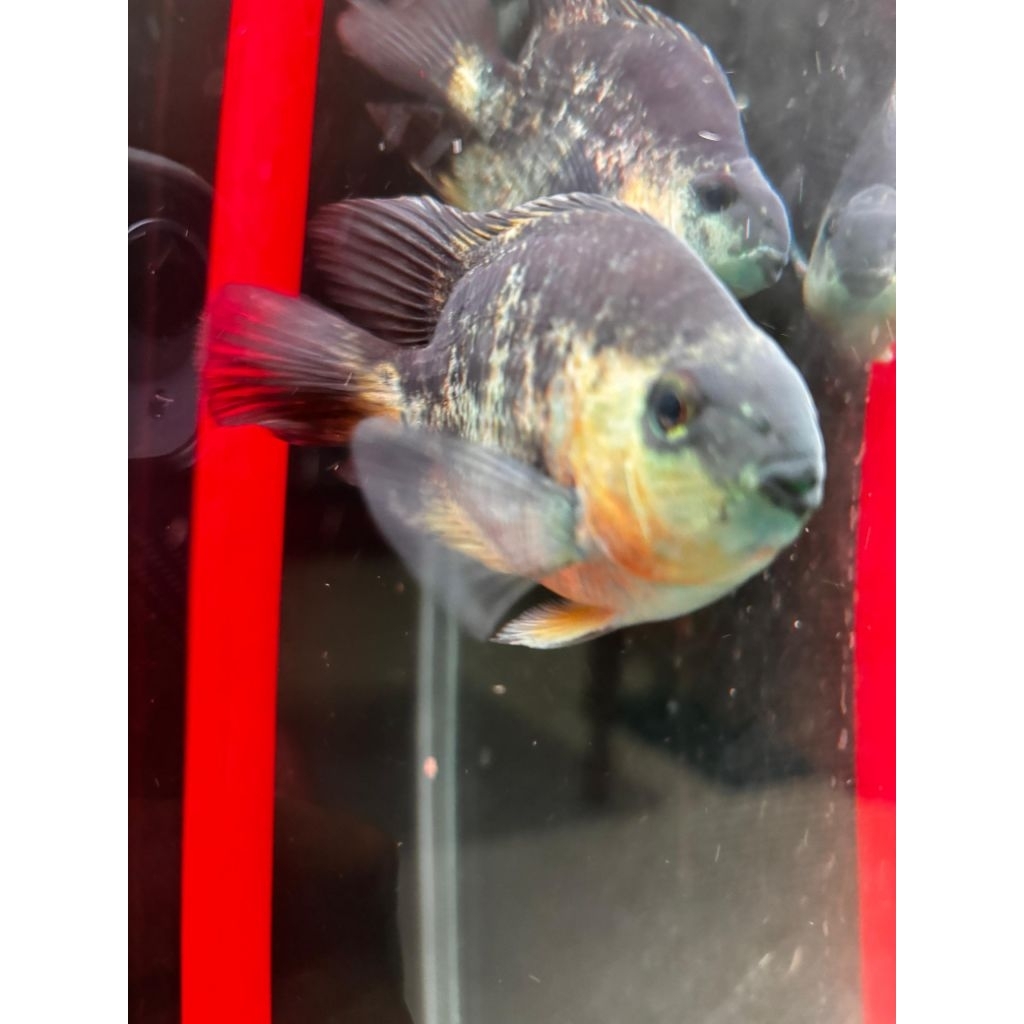 [HANYA INSTAN] Ikan Blue Parrot / Ikan Parrot Biru - Kingkong Parrot Lokal 10-11cm