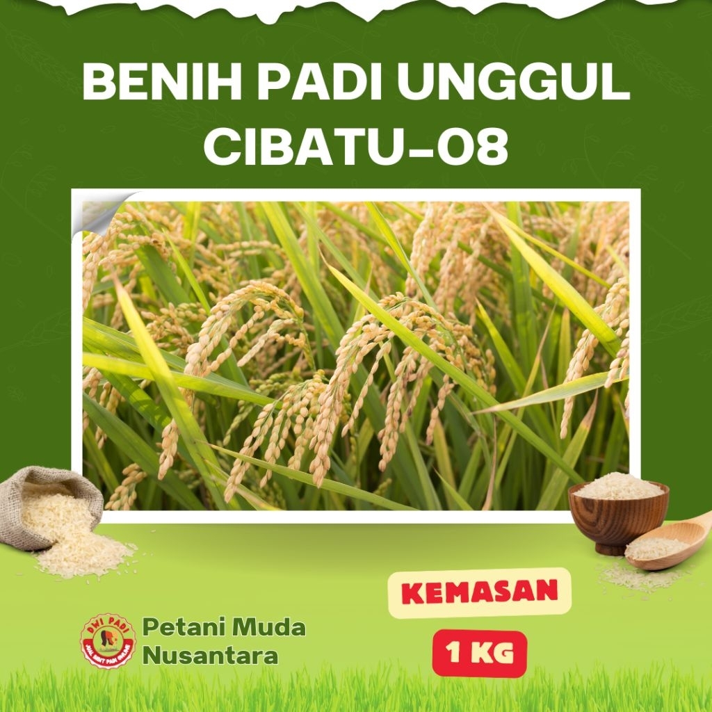 CIBATU-08 Kemasan 1Kg Benih Padi Unggul VARIETAS terbaik 2025, Kualitas terjamin 100%Original