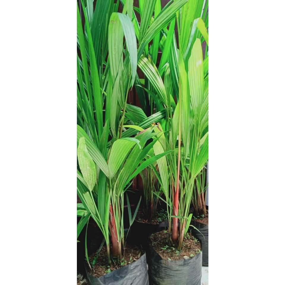 1 meter Tanaman hias palem merah penghias taman