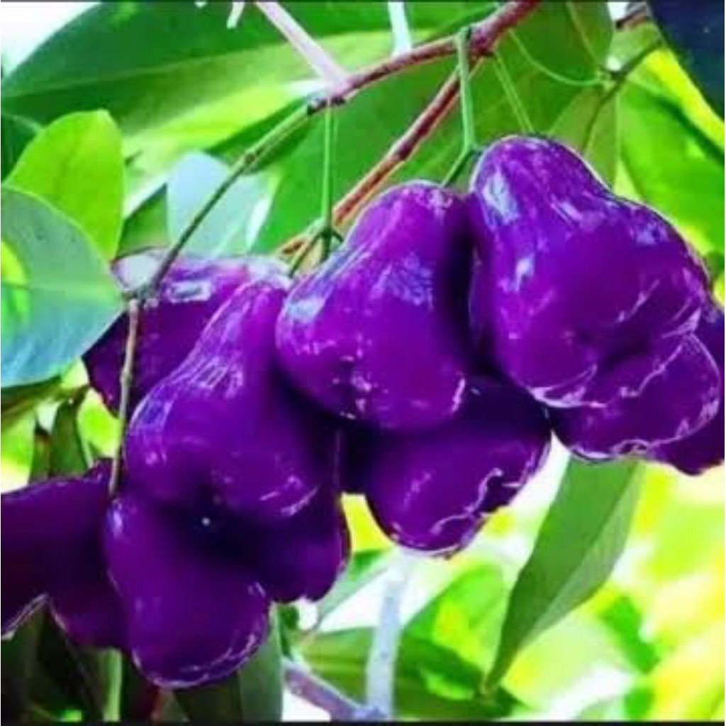 Bibit jambu air ungu siap berbuah