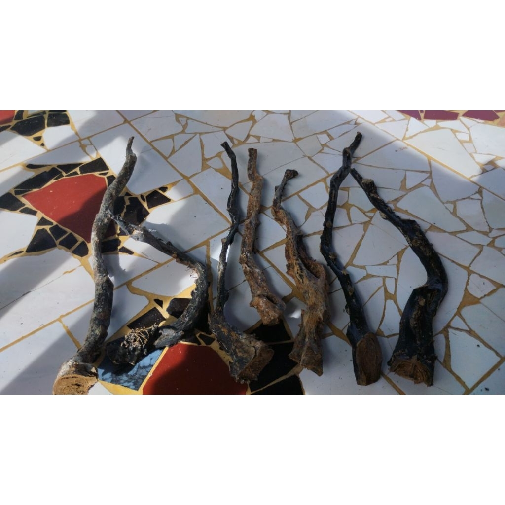 BAHAN AKAR BAHAR COMBONG UNIK