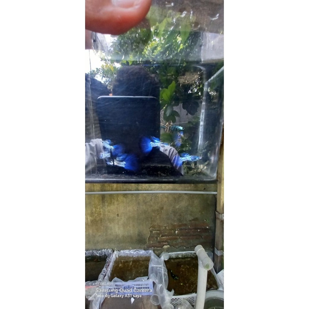 Ready Metal snake skin blue tail rostail (MSSBT) Sepair