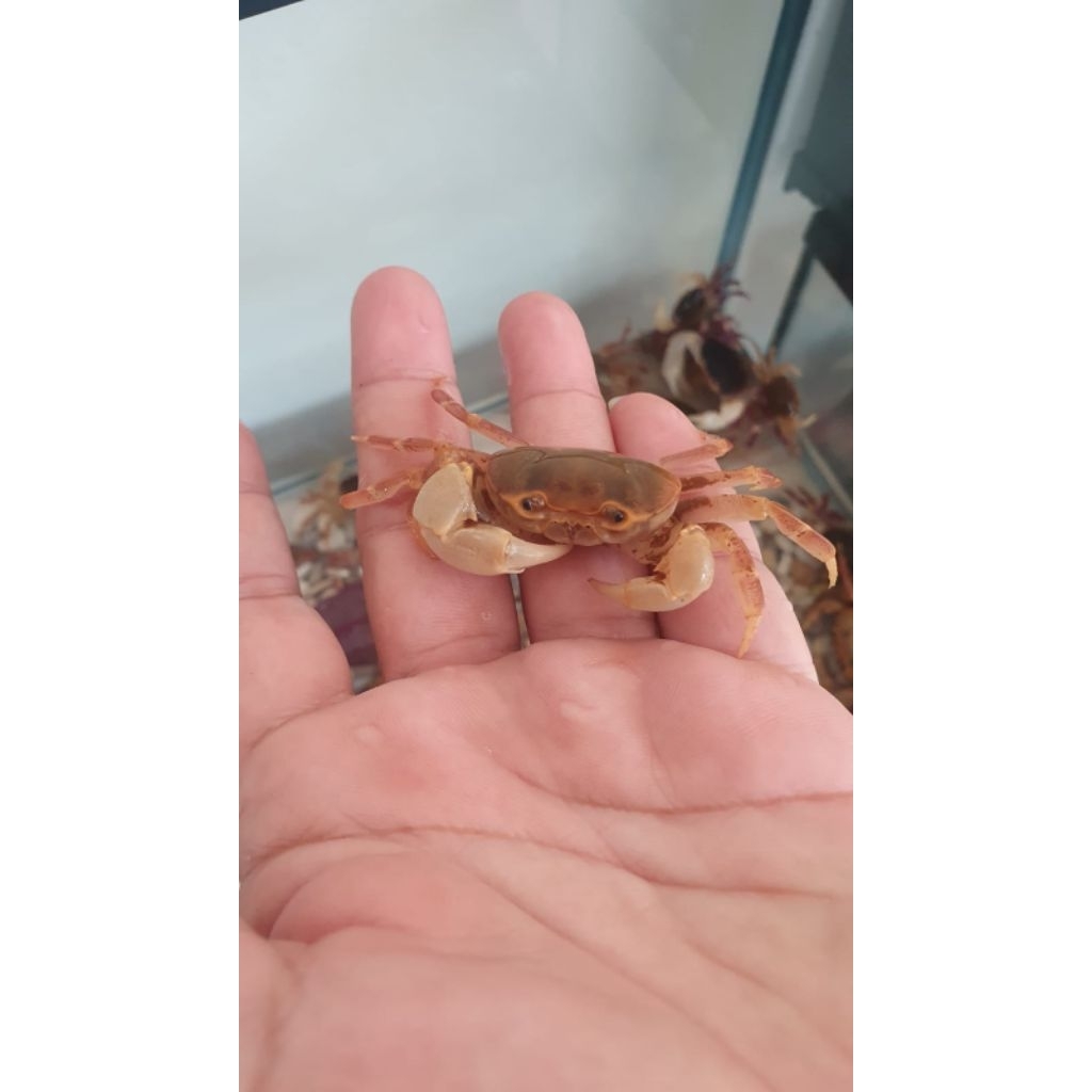 Kepiting Hias Banana Crab Air Tawar