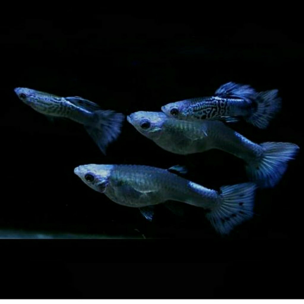 Hiasan Akuarium Guppy Blue Koi Sepasang