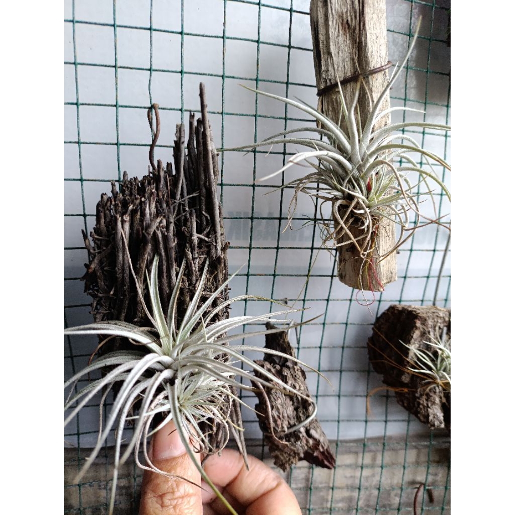 Tillandsia Utriculata Clump