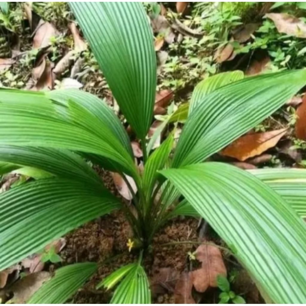 bibit tanaman marasi/buah simanis madu